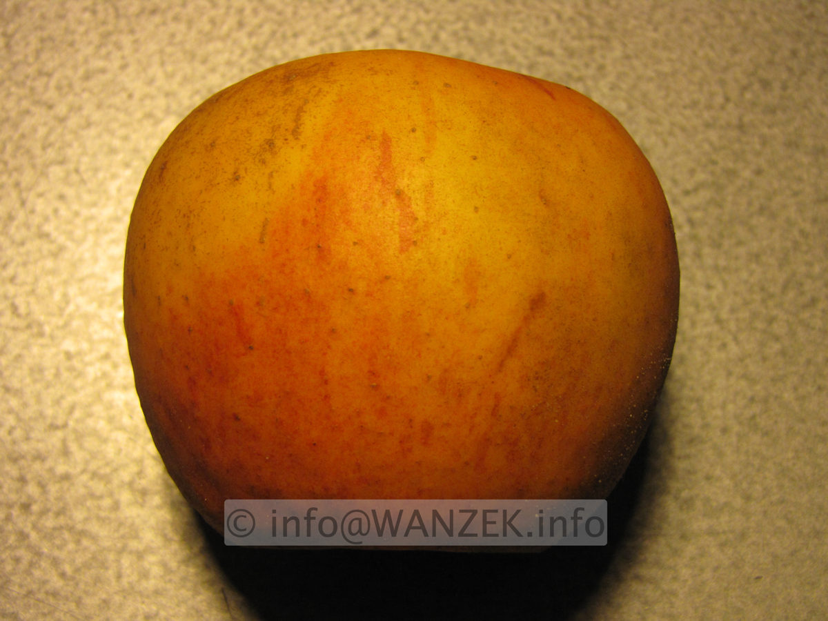 Apfel Goldparmaene 1.JPG